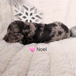 Noel - Parti female Poodle puppy in Osage Beach, Missouri from Pups Are Us