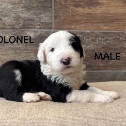 Colonel - Gray and white Old English Sheepdog puppy in Blackfoot, Idaho from What the Fluff Old English Sheepdog