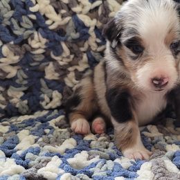 Australian Shepherd Puppies from Slemmer Aussies
