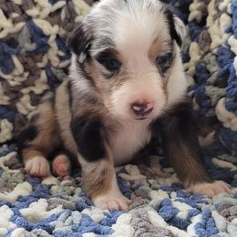 Australian Shepherd Puppies from Slemmer Aussies
