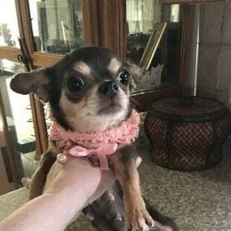 Doll - Chihuahua