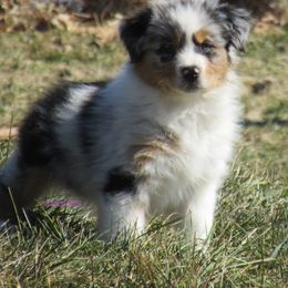 Australian Shepherd Puppies from Parsons Australian Shepherds