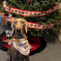 Weimaraner All Grown Up from Ball Bluff Kennel