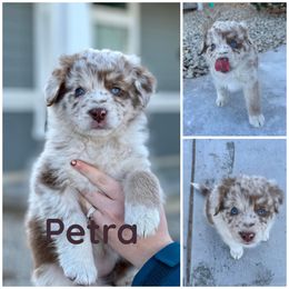 Girl 1 (Petra) - Red merle Australian Shepherd puppy in Utah from Sage Brook Companions