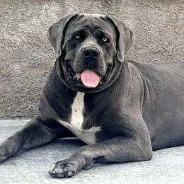 Boerboels from Sterling Built Boerboels
