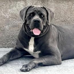 Boerboels from Sterling Built Boerboels