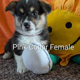 Girl 1 Pink Collar - Black and tan female Pembroke Welsh Corgi puppy in Alexandria, Minnesota from Tammy Gorham Corgis