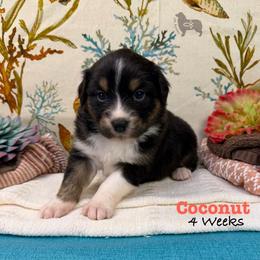 Coconut - Black tri-color female Australian Shepherd puppy in El Dorado Springs, Missouri from OR Aussies