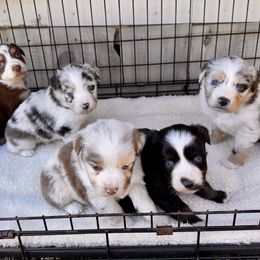 Miniature Australian Shepherd Puppies from Wild Outlaw Aussies