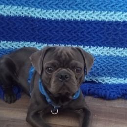 Beefy - Pug