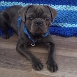 Beefy - Pug