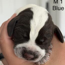 Boy 1 - male German Wirehaired Pointer puppy in Muncie, Indiana from Altitude Kennel