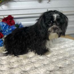 AKC Blade - Black and white male Shih Tzu puppy in Elgin, South Carolina from Silver Bells Paw Prints