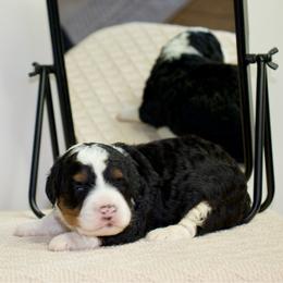 Grumpy - male Australian Mountain Doodle puppy in Decatur, Illinois from Signature Doodles