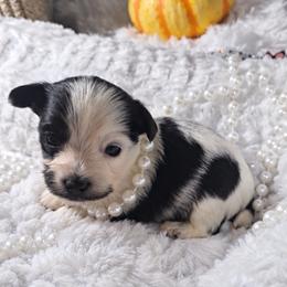Girl2 - Parti female Yorkshire Terrier puppy in Delano, Tennessee from Nemec's Yorkies