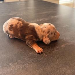 Boy dapple 1 ckc - Dapple male Dachshund puppy in Nacogdoches, Texas from S7 Dachsunds