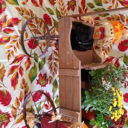 Miniature Schnauzer Puppies from Camp Creek Schnauzers