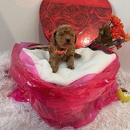 Girl 1 - female Poodle puppy in Prairie Grove, Arkansas from Loves Toy Poodles