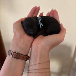 Rufus - Sable male Poodle puppy in Aurora, Oregon from Divine Poodles