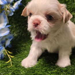 Helio - Liver and white male Shih Tzu puppy in Brighton, Missouri from Morningstar's Shih Tzu