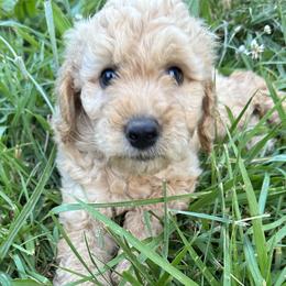 Tan Collar - Goldendoodle puppy in Ellsinore, Missouri from Doodles of Carter Co