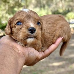 Mozzarella - Red female Cavapoo puppy in Palm Beach County, Florida from Benji’s Cockapoos