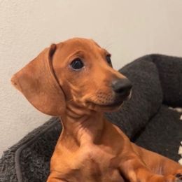 Dachshunds from Dachshund Home