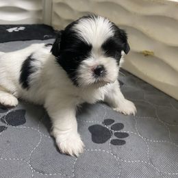 Momona - Black and white female Shih Tzu puppy in Reddell, Louisiana from TINYSHIHTZUFURU