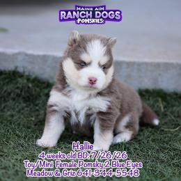 Hallie - Lavender female Pomsky puppy in Humeston, Iowa from M.A.R. Dogs