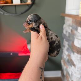 Dapple female - Dapple female Dachshund puppy in Powell, Tennessee from Tall & Tiny TN k9s