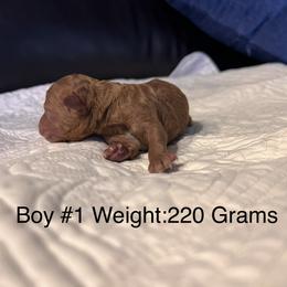 Boy 1 - Red male Cavapoo puppy in Pendleton, Oregon from Columbia Basin Cavapoos