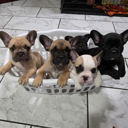 French Bulldog puppies from Luna's Little Pumpkins