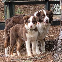 Australian Shepherd Puppies from Lovable Little Aussies