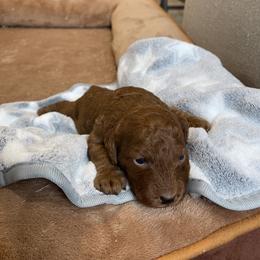 Girl 1 - Red female Cavapoo puppy in Sugarcreek, Ohio from True Hearted Doodles