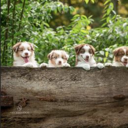 Australian Shepherds from Collinswood Australian Shepherds