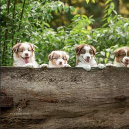Australian Shepherds from Collinswood Australian Shepherds
