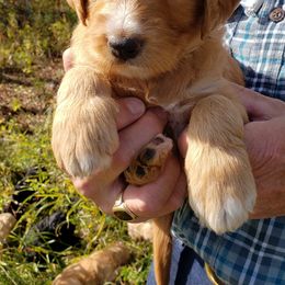 Goldendoodle Puppies from Renegade Doodles
