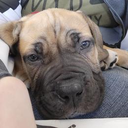 Boerboels from Legion Boerbooels