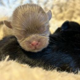 Shih Tzu Puppies from Trinity Shih Tzu