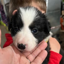 Yellow collar - Black and white male Border Collie puppy in Rural Retreat, Virginia from Hidden Acres Farm Corgis