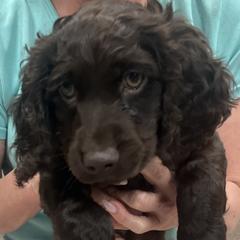 Girl 1 - Dark brown female Boykin Spaniel puppy in Green Cove Springs, Florida from White Acres
