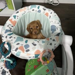 Dachshund Puppies from Johnson’s Weiner Farm