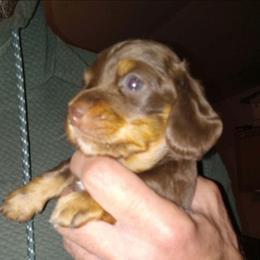 Boy 2 - Chocolate and tan male Dachshund puppy in Bigfork, Minnesota from Long Ears and Long Dogs Ranch