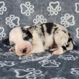 Spider Monkey - Blue merle male Border Collie puppy in Chicora, Pennsylvania from Riverwood