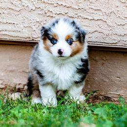 Miniature Australian Shepherd Puppies from Rockin D Mini Aussies