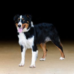 Nay - Australian Shepherd