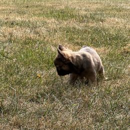 French Bulldog Puppies from Christie's Frenchies