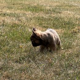 French Bulldog Puppies from Christie's Frenchies