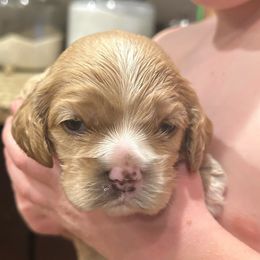 Boy 1 - Red male Cocker Spaniel puppy in Spotsylvania, Virginia from Wilkshire Farm