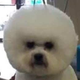 Saleen - Bichon Frise